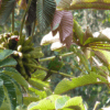 A wild Santa Marta Conure perches in a tree