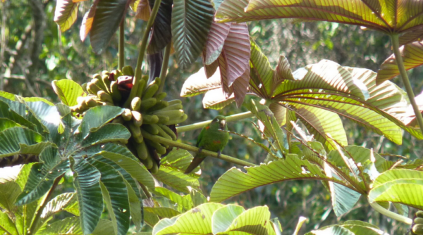 A wild Santa Marta Conure perches in a tree