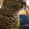 Closeup of a companion Black-capped Conure