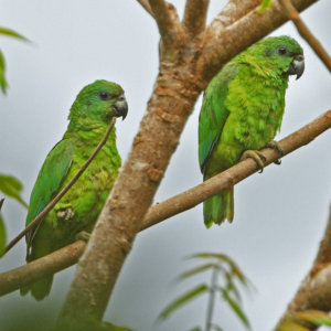 Wild Black-billed Amazons perch in a tree