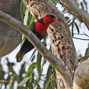 A wild Black-capped Lory perches on a limb