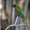 A wild Blaze-winged Conure perches on a branch