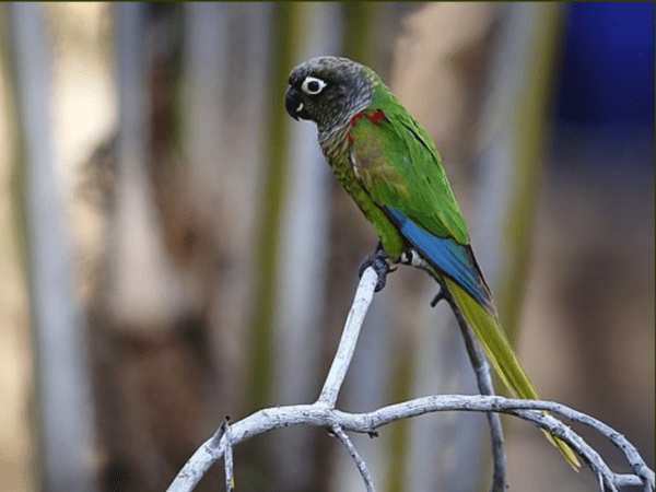 A wild Blaze-winged Conure perches on a branch