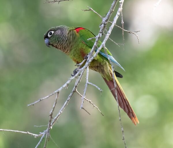 A wild Blaze-winged Conure perches on twiggy branches