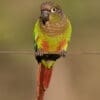 A wild Blaze-winged Conure perches on a wire