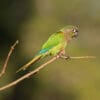 A wild Blaze-winged Conure perches on a twig