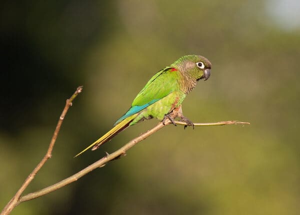 A wild Blaze-winged Conure perches on a twig