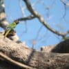 A wild Blaze-winged Conure perches on a tree trunk