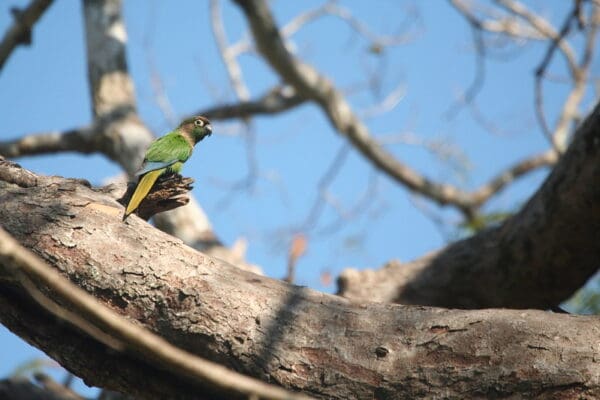 A wild Blaze-winged Conure perches on a tree trunk