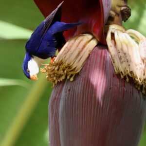 A wild Blue Lorikeet forages on a banana blossom