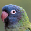 Closeup of Blue-crowned Conure