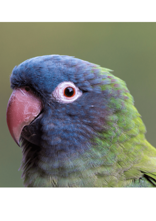 Closeup of Blue-crowned Conure