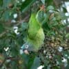 A wild Blue-crowned Conure feeds on berries