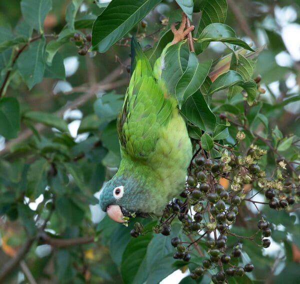 A wild Blue-crowned Conure feeds on berries