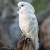 A Blue-eyed Cockatoo perches on a stump