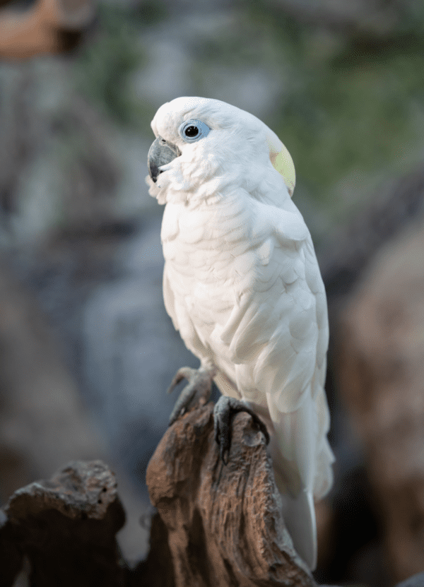 A Blue-eyed Cockatoo perches on a stump