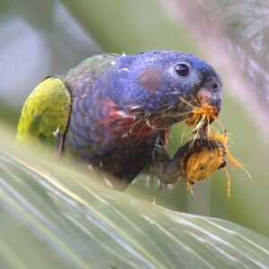 A wild Blue-headed Parrot feeds on fruit pulp