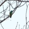 A wild Blue-headed Racquet-tailed Parrot perches on a limb