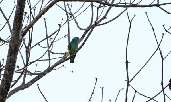 A wild Blue-headed Racquet-tailed Parrot perches on a limb