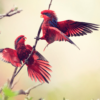 Wild Blue-streaked Lories interact