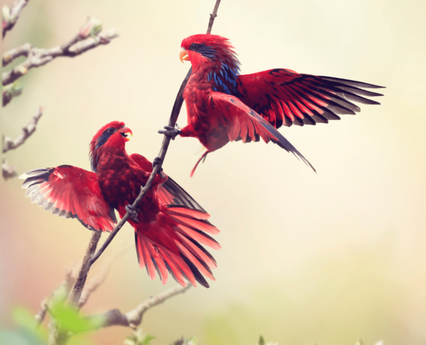 Wild Blue-streaked Lories interact