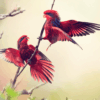 Wild Blue-streaked Lories interact