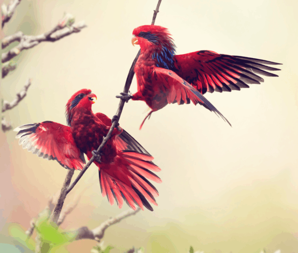 Wild Blue-streaked Lories interact