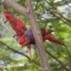 Blue-streaked Lories perch on a branch at Jurong Bird Park