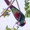 A wild Blue-throated Conure feeds on berries