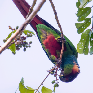 A wild Blue-throated Conure feeds on berries