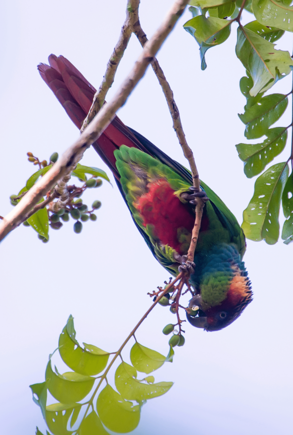 A wild Blue-throated Conure feeds on berries