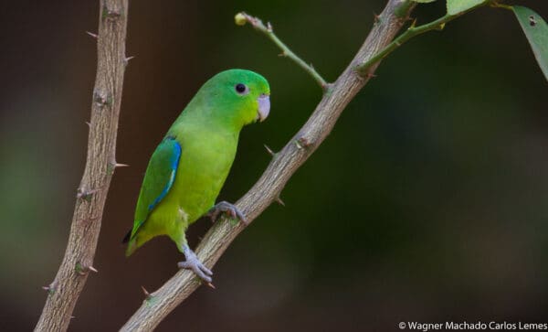 A wild Blue-winged Parrotlet perches on a thorny branch