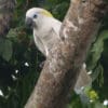 A wild Blue-eyed Cockatoo clings to a tree trunk