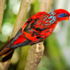 A wild Blue-streaked Lory shows off its colours