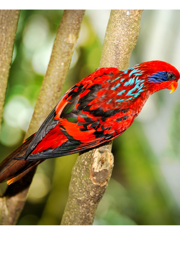 A wild Blue-streaked Lory shows off its colours