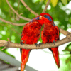 Wild Blue-streaked Lories perch on a limb