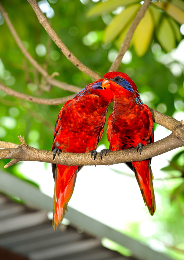 Wild Blue-streaked Lories perch on a limb