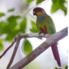 A wild Blue-throated Conure perches on a limb