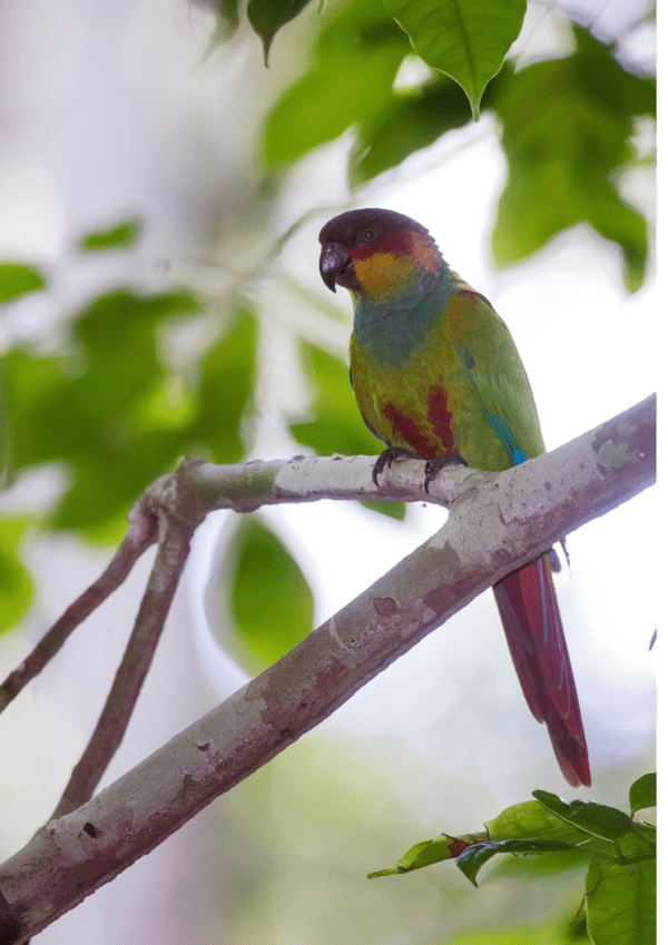 A wild Blue-throated Conure perches on a limb