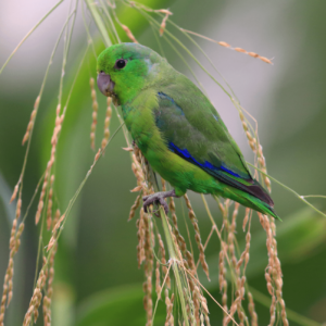 A wild Blue-winged Parrotlet perches on a seeded plant