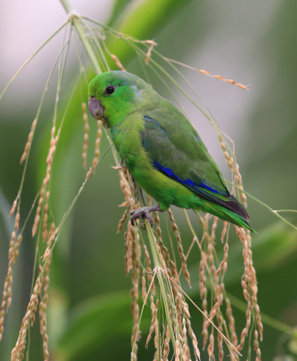 A wild Blue-winged Parrotlet perches on a seeded plant