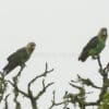 Wild Brown-necked Parrots perch in a tree