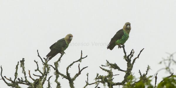 Wild Brown-necked Parrots perch in a tree