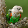 A wild Brown-necked Parrot perches in a tree