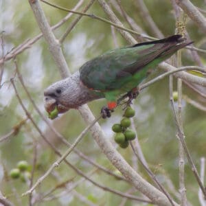 A wild male Brown-necked Parrot feeds on fruits