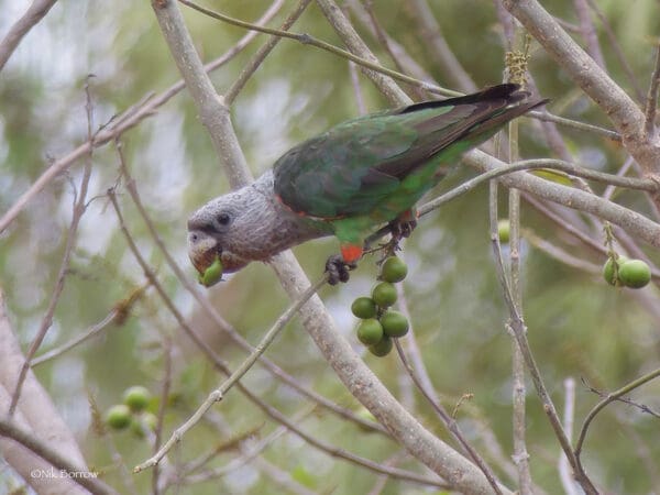 A wild male Brown-necked Parrot feeds on fruits