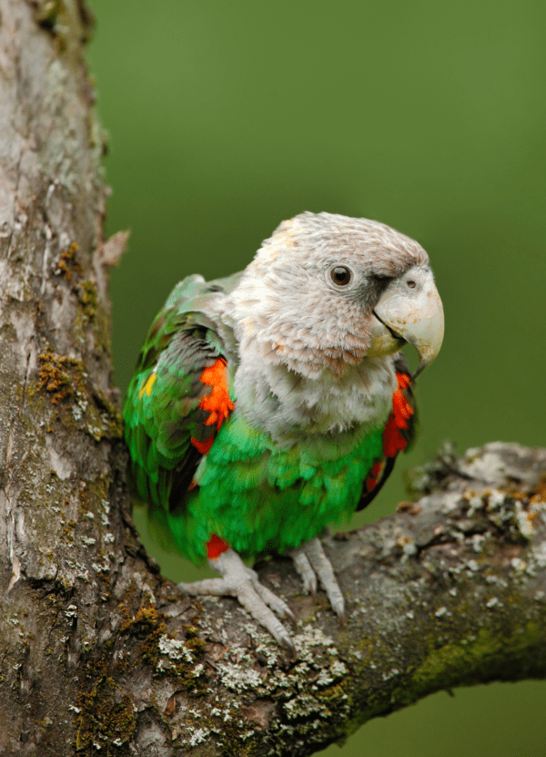 A wild Brown-necked Parrot perches in a tree