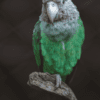 A Brown-necked Parrot perches on one foot