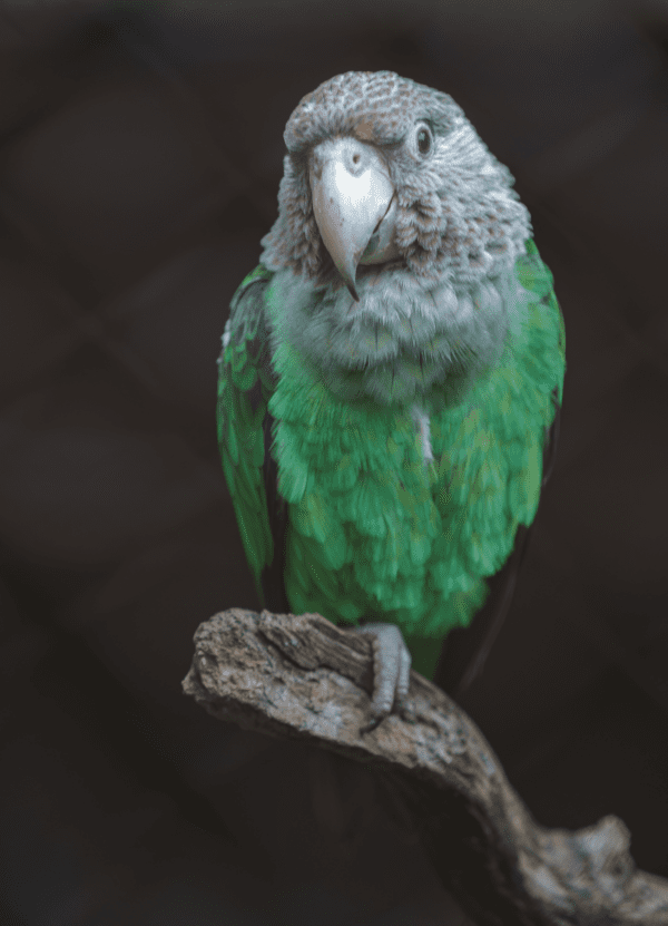 A Brown-necked Parrot perches on one foot