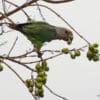 A wild female Brown-necked Parrot feeds in a tree